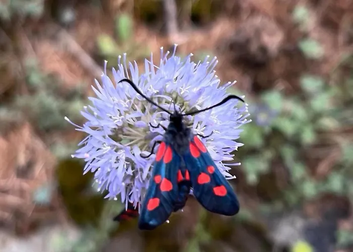 Bed & Breakfast Atelier 1786 *