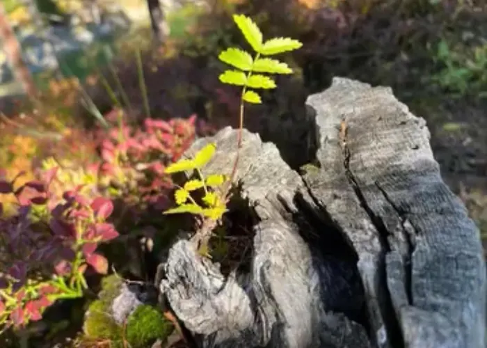 Bed & Breakfast Atelier 1786 Staldenried