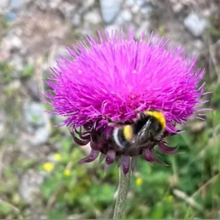 Bed & Breakfast Atelier 1786 Staldenried