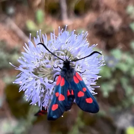 Bed & Breakfast Atelier 1786 *